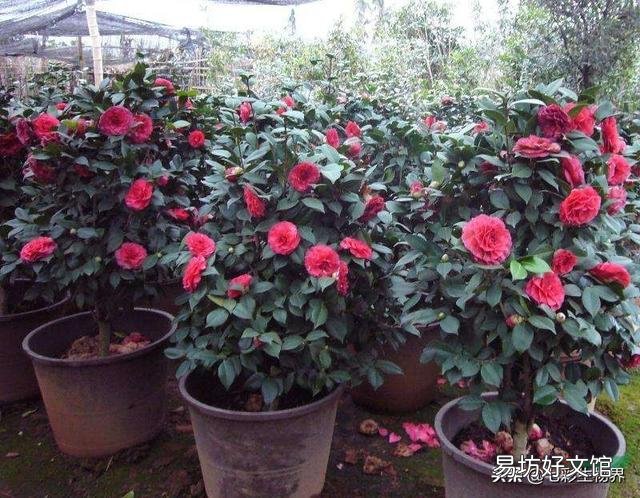 茶花换盆不用山土能活吗?