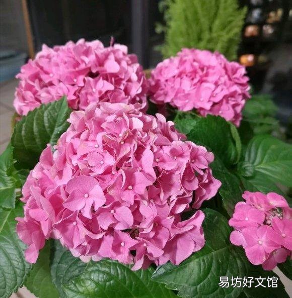 刚买的绣球花干叶怎么办?