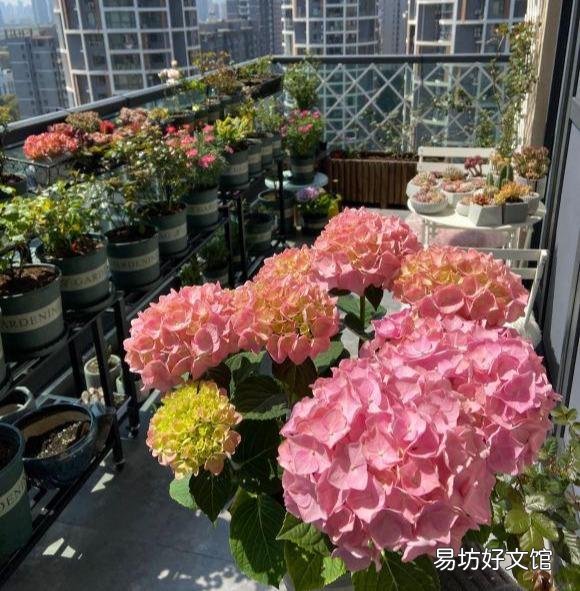 刚买的绣球花干叶怎么办?
