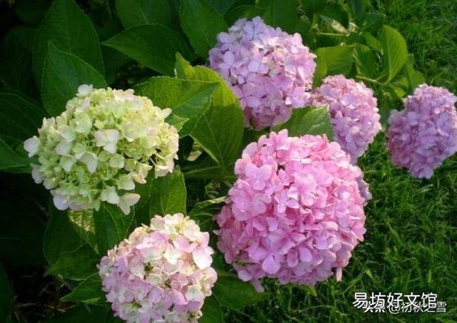 刚买的绣球花干叶怎么办?