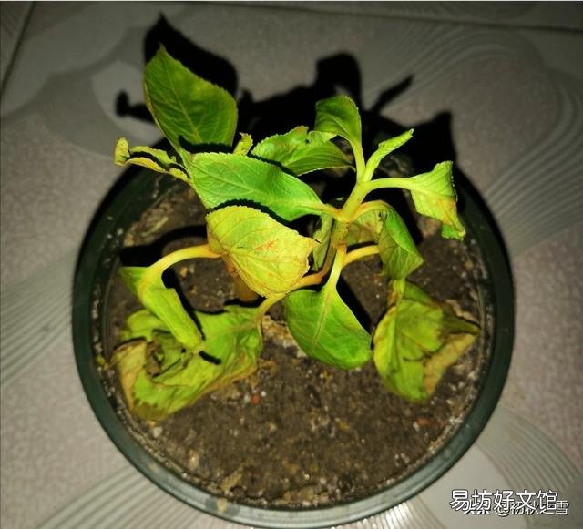刚买的绣球花干叶怎么办?