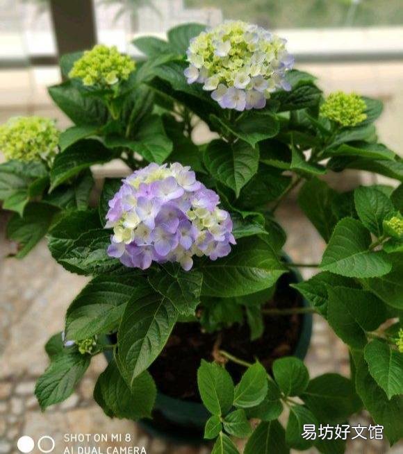 刚买的绣球花干叶怎么办?