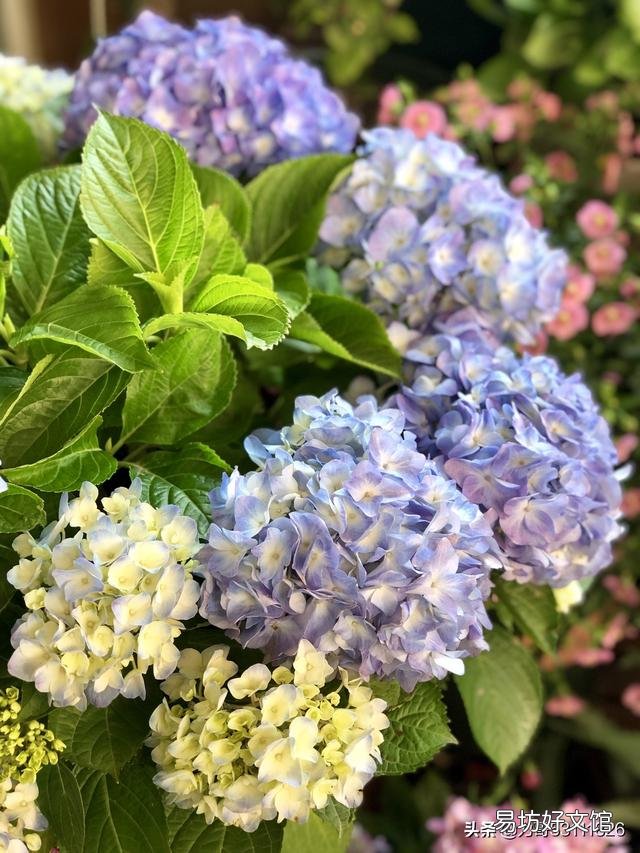 刚买的绣球花干叶怎么办?