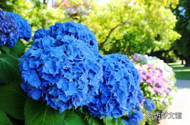 刚买的绣球花干叶怎么办?