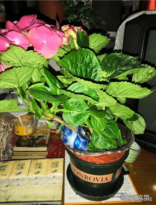 刚买的绣球花干叶怎么办?