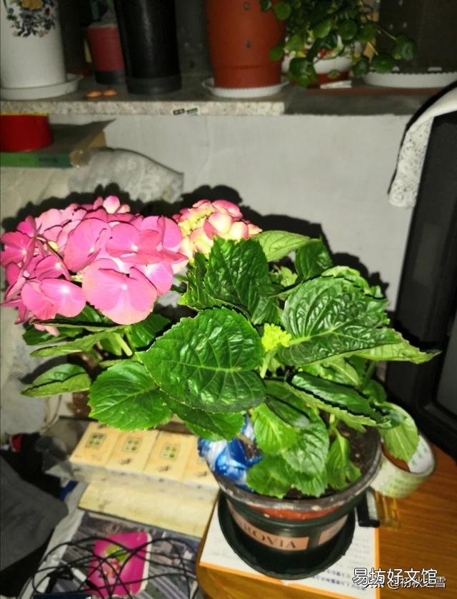 刚买的绣球花干叶怎么办?