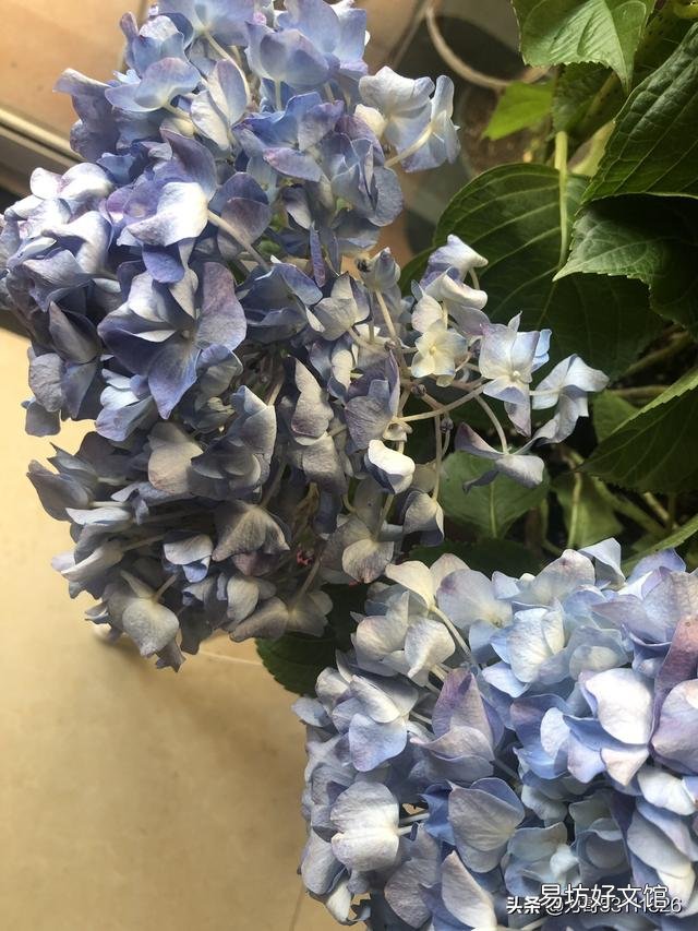 刚买的绣球花干叶怎么办?