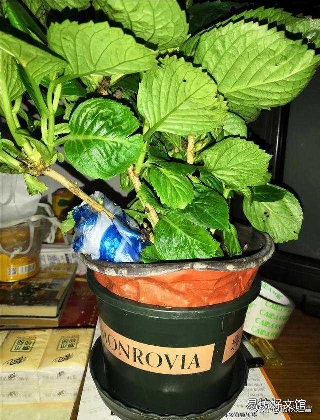 刚买的绣球花干叶怎么办?