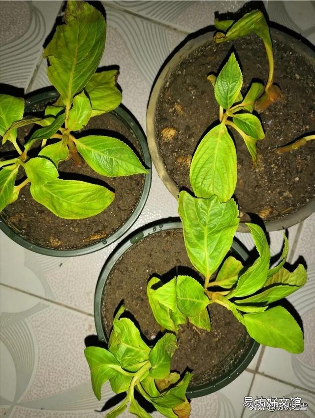 刚买的绣球花干叶怎么办?