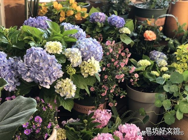 刚买的绣球花干叶怎么办?
