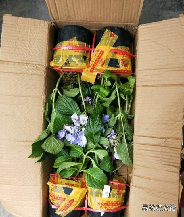 刚买的绣球花干叶怎么办?