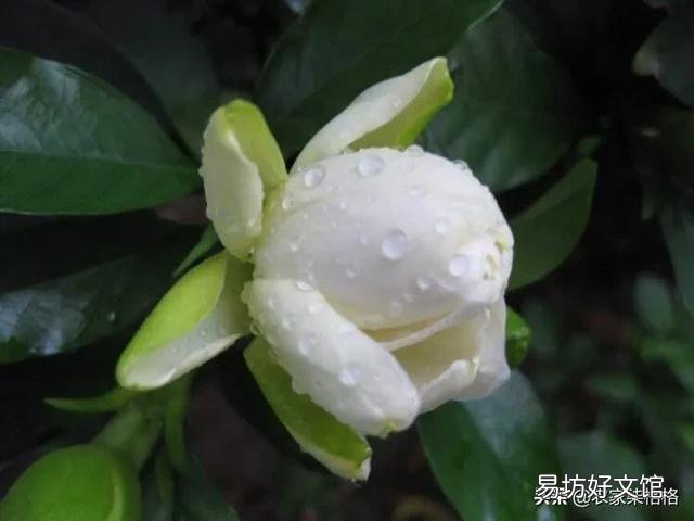 栀子花叶子失绿，成黄绿怎么回事？