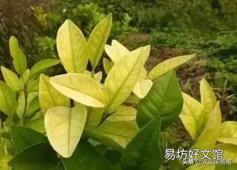 栀子花叶子失绿，成黄绿怎么回事？