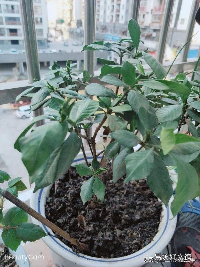 栀子花叶子失绿，成黄绿怎么回事？