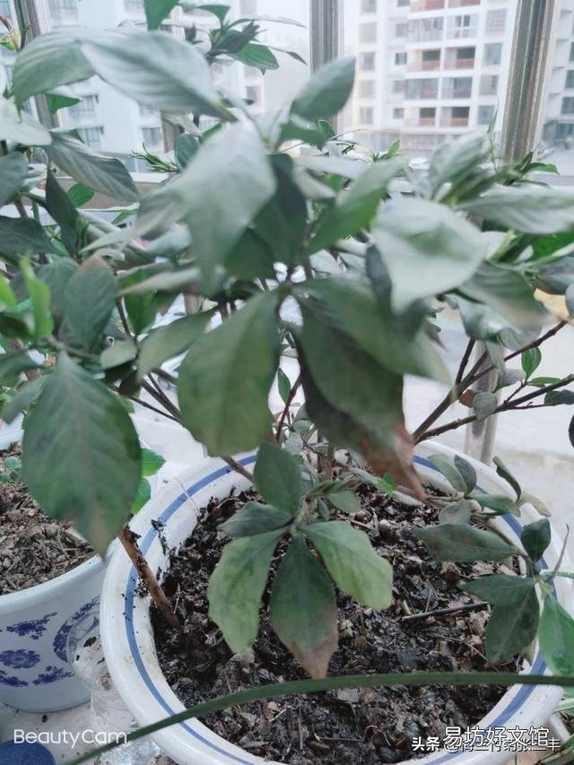 栀子花叶子失绿，成黄绿怎么回事？
