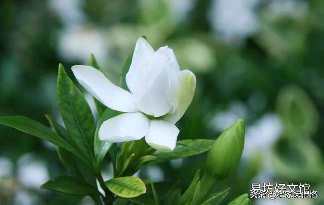 栀子花叶子失绿，成黄绿怎么回事？