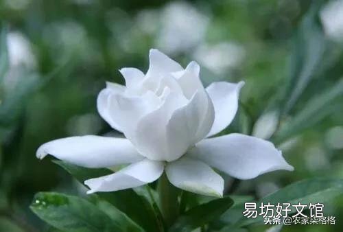 栀子花叶子失绿，成黄绿怎么回事？