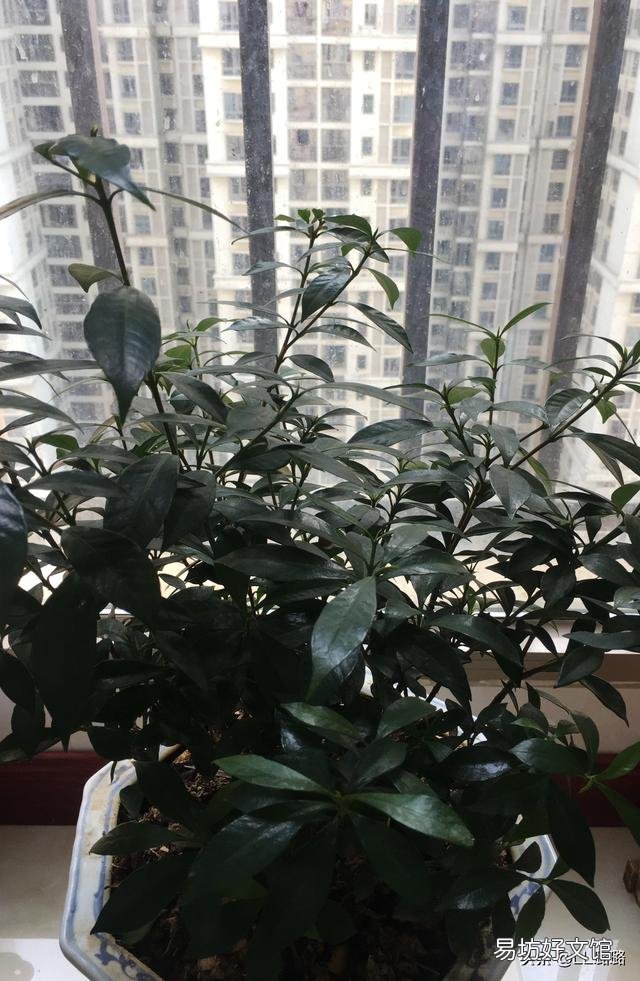 栀子花叶子失绿，成黄绿怎么回事？