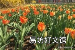 郁金香来年复花的几率真的很小吗?