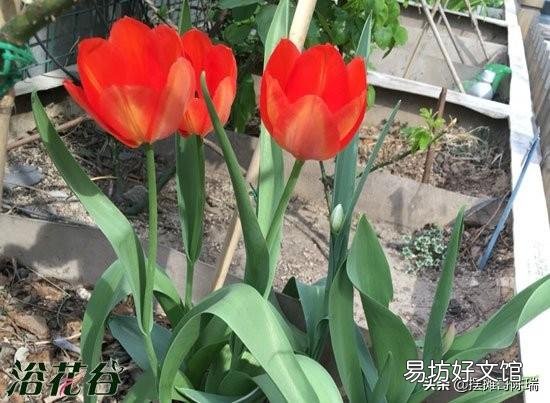 郁金香来年复花的几率真的很小吗?