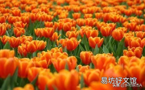 郁金香来年复花的几率真的很小吗?