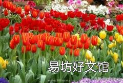 郁金香来年复花的几率真的很小吗?