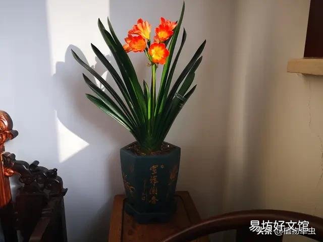 前几天扦插的无根君子兰叶片耷拉了,怎么回事?