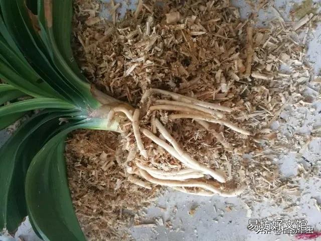 前几天扦插的无根君子兰叶片耷拉了,怎么回事?