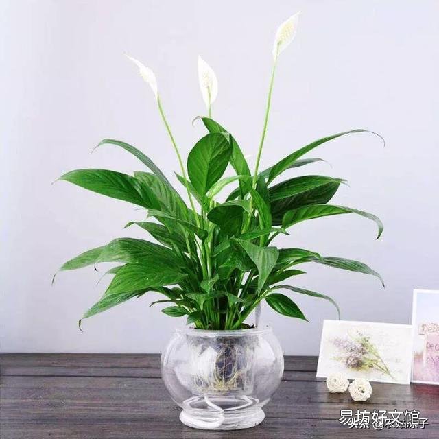 水培白掌叶子发黄是什么原因?