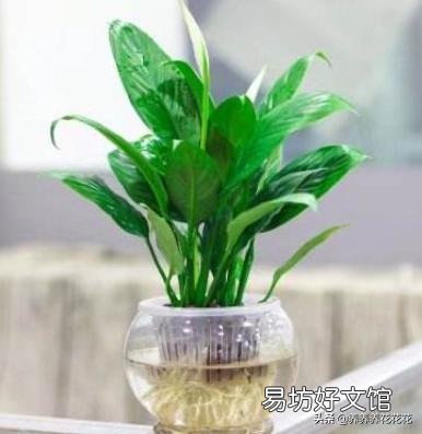 水培白掌叶子发黄是什么原因?