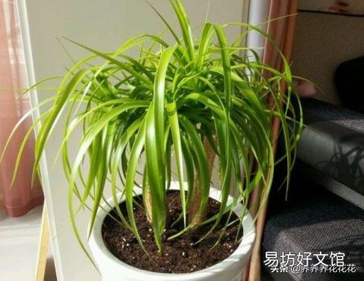 龙血树侧面的小芽怎么扦插?啥时扦插比较好?