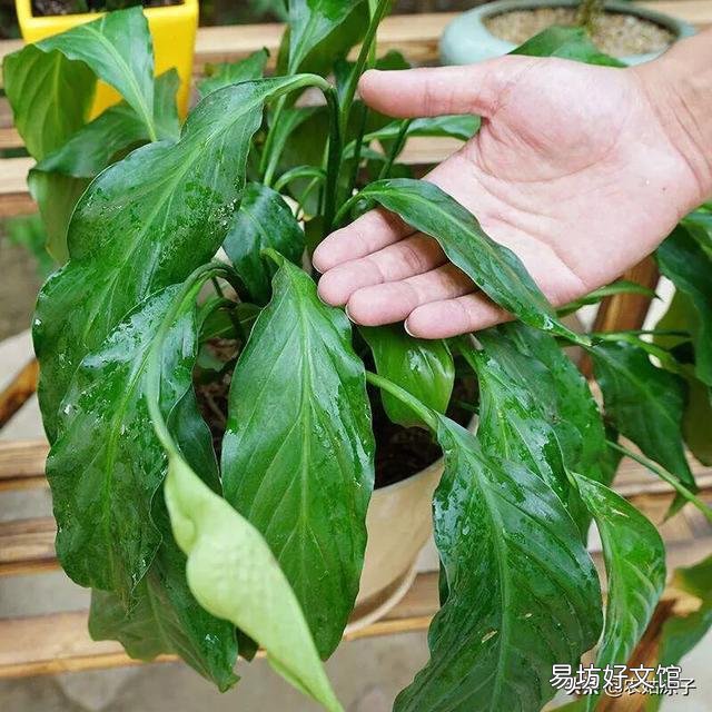 水培白掌叶子发黄是什么原因?