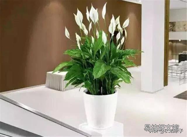 水培白掌叶子发黄是什么原因?
