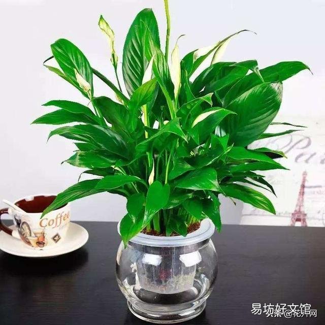 水培白掌叶子发黄是什么原因?
