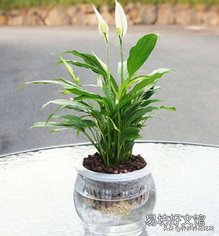 水培白掌叶子发黄是什么原因?