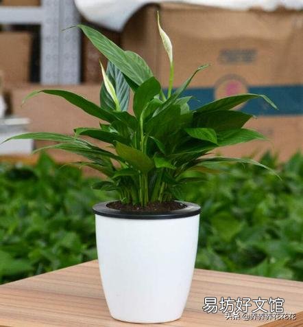 水培白掌叶子发黄是什么原因?