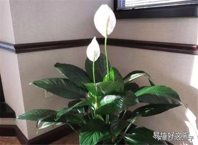 水培白掌叶子发黄是什么原因?