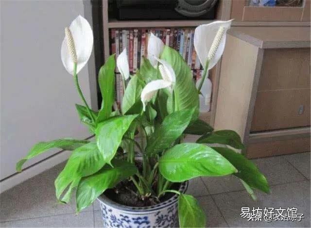水培白掌叶子发黄是什么原因?