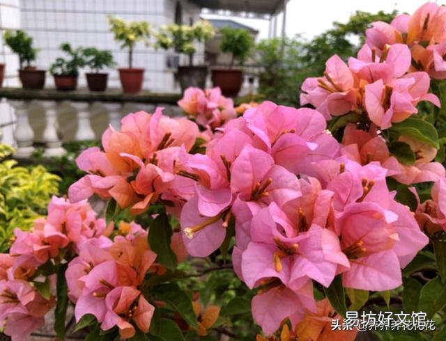 室内怎样养三角梅红花多?