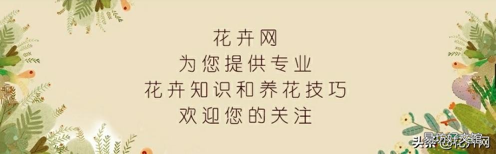 室内怎样养三角梅红花多?