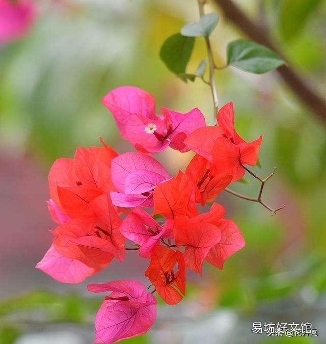 室内怎样养三角梅红花多?