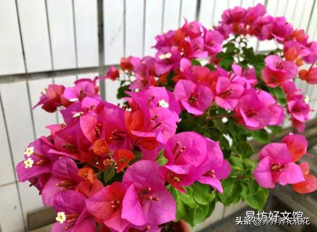 室内怎样养三角梅红花多?