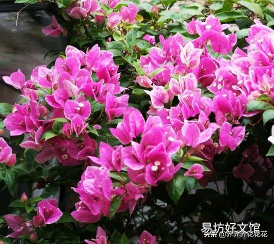 室内怎样养三角梅红花多?