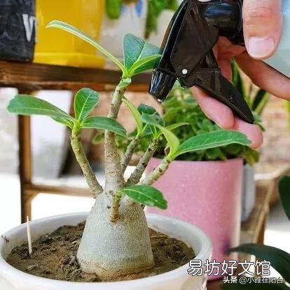 祼根换盆的沙漠玫瑰软了,怎么办?