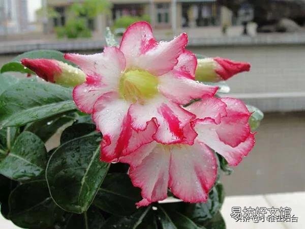祼根换盆的沙漠玫瑰软了,怎么办?