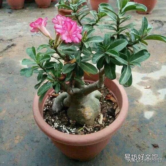 祼根换盆的沙漠玫瑰软了,怎么办?