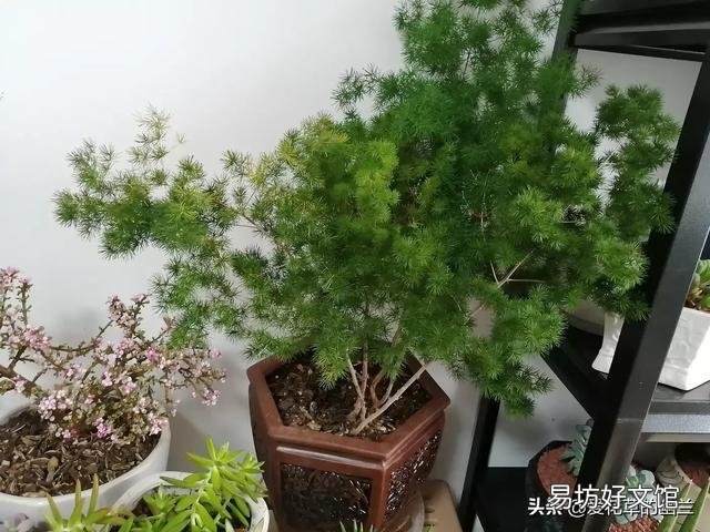 绿萝在什么温度下长的好?什么温度下不易存活?