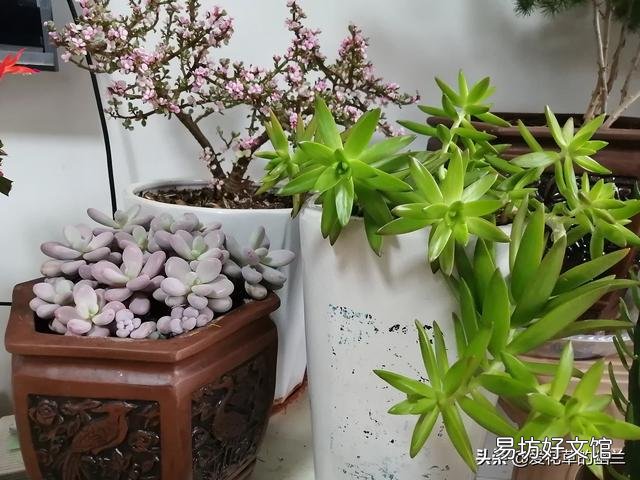 绿萝在什么温度下长的好?什么温度下不易存活?