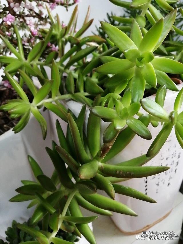绿萝在什么温度下长的好?什么温度下不易存活?