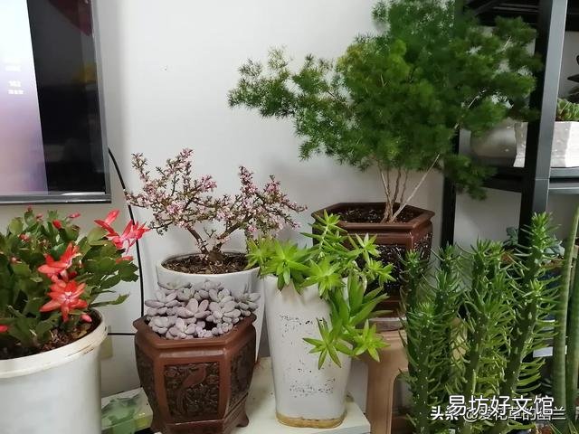 绿萝在什么温度下长的好?什么温度下不易存活?